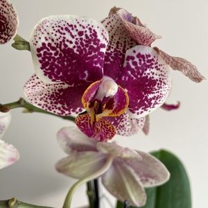 Meet your Posher, Sheila